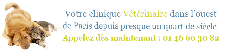 Alimentation du chat - Clinique Vétérinaire des Tournelles